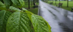 Deszczowa sobota zakłóci weekend w Poznaniu. Niedziela przyniesie poprawę pogody