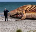 Będzie sekcja zwłok Wyciągnęli zwłoki humbaka na plażę. Mógł wybuchnąć od gazów. "Jak rozbrajanie bomby"