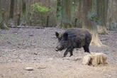 Poszukiwania Kobieta uciekła przed dzikami na drzewo. Teraz chcą ją nagrodzić w nietypowy sposób