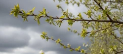 POGODA NA MAJÓWKĘ Pogoda na weekend w Toruniu 1-3 maja 2026. Duży wzrost temperatury, ale w niedzielę czeka nas niespodzianka