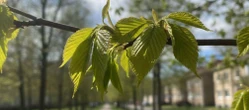 pogoda Pogoda na weekend w Olsztynie 8-10 maja. Koniec tygodnia przyniesie rozpogodzenie i wzrost temperatury