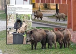 Oświadczenie Lasów Miejskich Makabryczne sceny na ulicach Warszawy. Dziki uśmiercano na oczach spacerujących dzieci