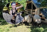 To prawdziwy hit! Bez maszyn spalin i hałasu! Do koszenia trawy w Krakowie zatrudnili... owce!