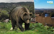 Co będzie dalej? Turystyka w Bieszczadach upada! Niedźwiedzie spacerują po podwórkach, ludzie boją się przyjeżdżać