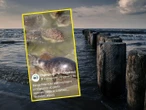wokół nas Dramat przy plaży w Gdańsku! Osłabiona foka utknęła przy falochronie. Służby apelują do spacerowiczów
