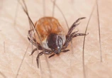Nowy gatunek w Polsce „One nie czekają - one biegną do człowieka!” Alarmujący głos naukowców w sprawie kleszczy