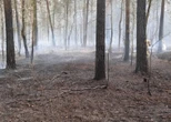 Płonął las w rejonie Legionowa Groźny pożar lasu pod Warszawą! Wybuchł w ważną rocznicę