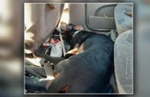 jak tak można?! Doberman nie przeżył koszmaru w nagrzanym aucie. Jego właściciel idzie do więzienia!