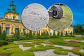 Ekspert alarmuje Afera wokół imprezy w Wilanowie! Mamy zdjęcia pierwszych zniszczeń. Na teren zabytku wjechał ciężki sprzęt