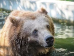 Smutne wieści Sabina odeszła za Tęczowy Most. Była ostatnią niedźwiedzicą w Warszawskim ZOO. „Kończy się pewna era”