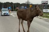 NIECODZIENNA SYTUACJA Struł się i szukał pomocy. Chory łoś zablokował ruchliwą trasę. "Z pyska leciała mu piana"