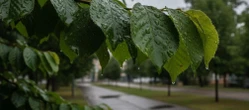 Weekend w Toruniu przyniesie zmienną aurę. Sobota da odpocząć od deszczu