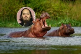 "Nie zabijajcie ich!" Syn miliardera przygarnie jurne hipopotamy giganty! Da im dom w Indiach
