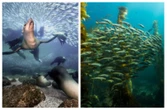 Dbajmy o środowisko Światowy Dzień Oceanów 2026: odpowiedzialne połowy pomagają chronić oceany