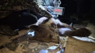 Niedźwiedzie pod lupą Znakowanie niedźwiedzi w Bieszczadach. Drapieżniki będą śledzone krok po kroku