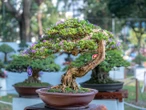 Ogród i taras Japońskie drzewko bonsai odmieni twój ogród. Wystarczy pamiętać o kilku prostych zasadach
