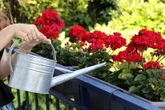 Kwiaty balkonowe Daj pod pelargonie. Natychmiast odzyskają soczysty kolor. Nie straszny będzie im żar z nieba. Domowa odżywka do pelargonii