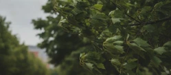 Weekend w Krakowie pokaże dwa oblicza. Prognoza zapowiada dużą zmianę temperatury