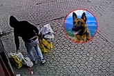 ale historia! Pani Milena straciła tysiące złotych! Loki ruszył tropem i doprowadził policję prosto pod drzwi złodzieja.