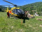 Wiadomości Groźny atak byka w Nieledwi. Poszkodowany trafił do szpitala