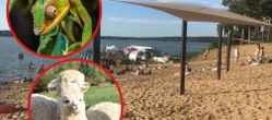 Akcja charytatywna Wielki piknik charytatywny na plaży pod Bydgoszczą! Na miejscu strażacka drabina, kameleony i alpaki