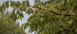 POGODA NA MAJÓWKĘ Pogoda na weekend w Poznaniu 1-3 maja 2026. Temperatura wzrośnie, ale pojawią się opady!
