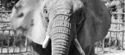 wokół nas Tragiczna wiadomość z gdańskiego zoo! Nie żyje Katka, najstarsza słonica afrykańska w Europie