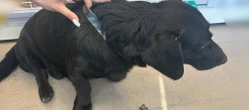 szok Kopał psa na oczach świadków w galerii handlowej! W sprawie interweniowała policja
