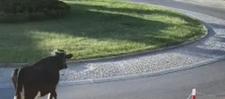 SZOKUJĄCY PORANEK „Moo-żesz to zobaczyć?” Krowa z Żuromina stała się gwiazdą internetu