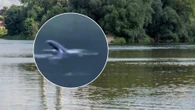 Niezwykły widok w Odrze Foka wypatrzona setki kilometrów od morza. Pływa w Odrze