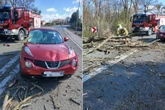 Groźny wypadek Drzewo runęło na auto na Mazowszu! Konar przebił szybę