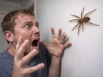 Są jak z horroru! Gigantyczne pająki Nosferatu rozpanoszyły się nad Bałtykiem. Turyści w panice. "Czy one gryzą?"