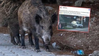 Groza w uzdrowisku 8-latka uciekała przed stadem dzików! Horror w polskim kurorcie