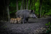 Dramat w Ktakowie Dzik przewrócił wózek z dzieckiem! Roczna dziewczynka w szpitalu