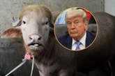 Musisz go zobaczyć! Bawół wygląda jak Donald Trump! "Nie zostanie złożony w ofierze"