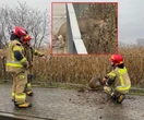 Szczęśliwy finał Sarna uwięziona w pułapce. Utknęła między metalowymi barierkami