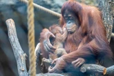 Wspaniałe wieści! Na świat przyszedł pierwszy w historii Polski orangutan sumatrzański! Cud narodzin w łódzkim zoo