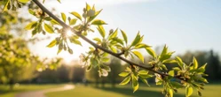 POGODA NA MAJÓWKĘ Pogoda na weekend majówkowy 2026 w Opolu. Nadciąga fala ciepła i dużo słońca!