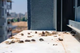Porządki po ptakach Spryskaj obficie brudne parapety za oknem. Rozpuści odchody gołębi i odkazi powierzchnię. Czyszczenie parapetów z odchodów ptactwa