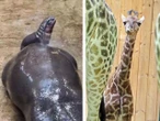 wokół nas Dwie najsłodsze dziewczynki w Polsce można zobaczyć w Trójmieście. Urocze maluchy to gwiazdy gdańskiego zoo