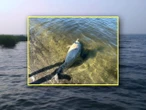 Niecodzienne znalezisko Martwy delfin w Zalewie Szczecińskim. Ciało znaleziono na plaży