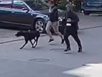 Atak psa Pies rzucił się na rowerzystkę. Właściciel trafił do więzienia