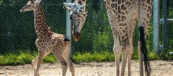 witamy na świecie! Takiego porodu nie było od ośmiu lat. W poznańskim zoo przyszła na świat żyrafa Eva
