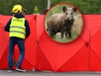 Tragedia na drodze Auto uderzyło w dzika i dachowało. Nie żyje 54‑letni mężczyzna