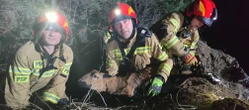 Wiadomości Nietypowa akcja ratunkowa w Smerdynie. Owca utknęła wysoko na skale