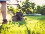 ogród Masz skoszoną trawę? Nie wyrzucaj jej! Ten ogrodowy patent uratuje twoje rośliny