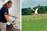 niesamowita historia! Mimo bólu wracał do gniazda. Bocian ratował swoje pisklę za wszelką cenę