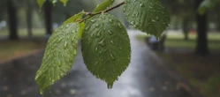 Weekend w Białymstoku zapowiada się deszczowo. Temperatura bez gwałtownych zmian