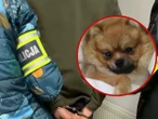 szok Zastrzelił psa swojej sąsiadki! Roztrzęsiona kobieta zgłosiła sprawę na policję