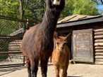 nowy maluch Narodziny alpaki. Warszawskie zoo szuka dla niej imienia. Jest jeden warunek!